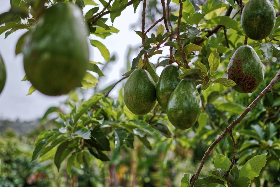 avocado gyümölcs