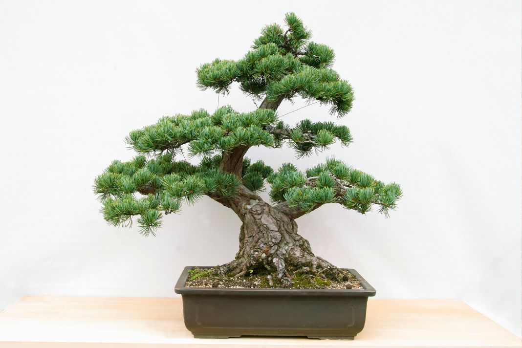 bonsai gondozása