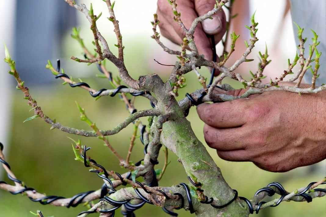 bonsai drótozása