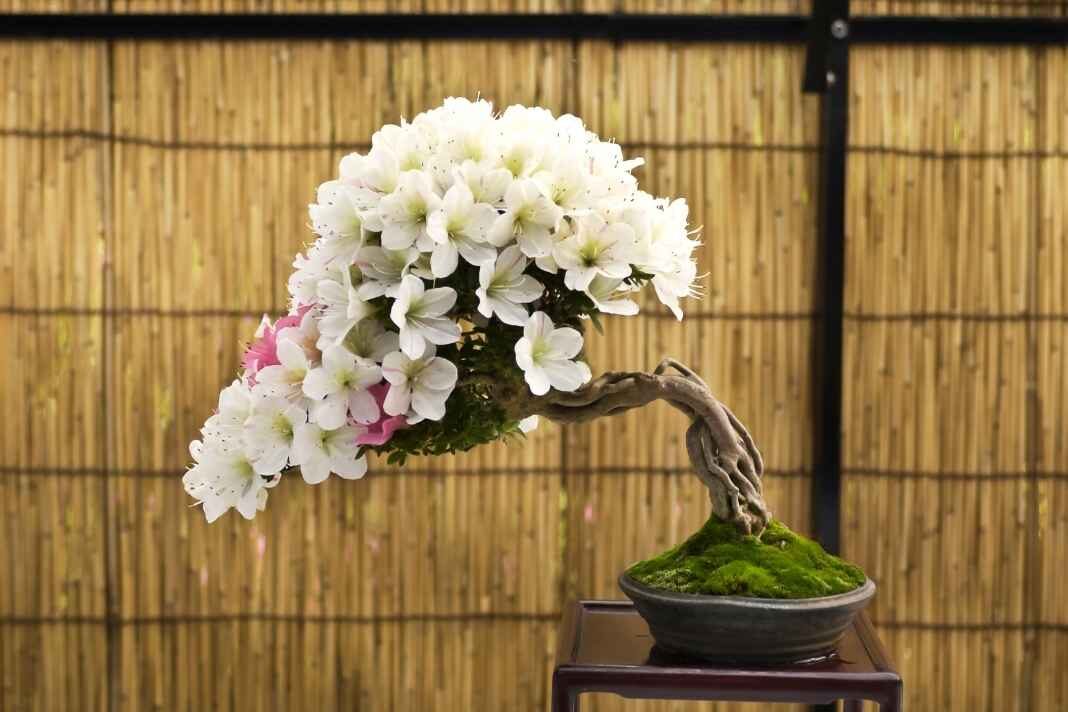 virágzó bonsai fa