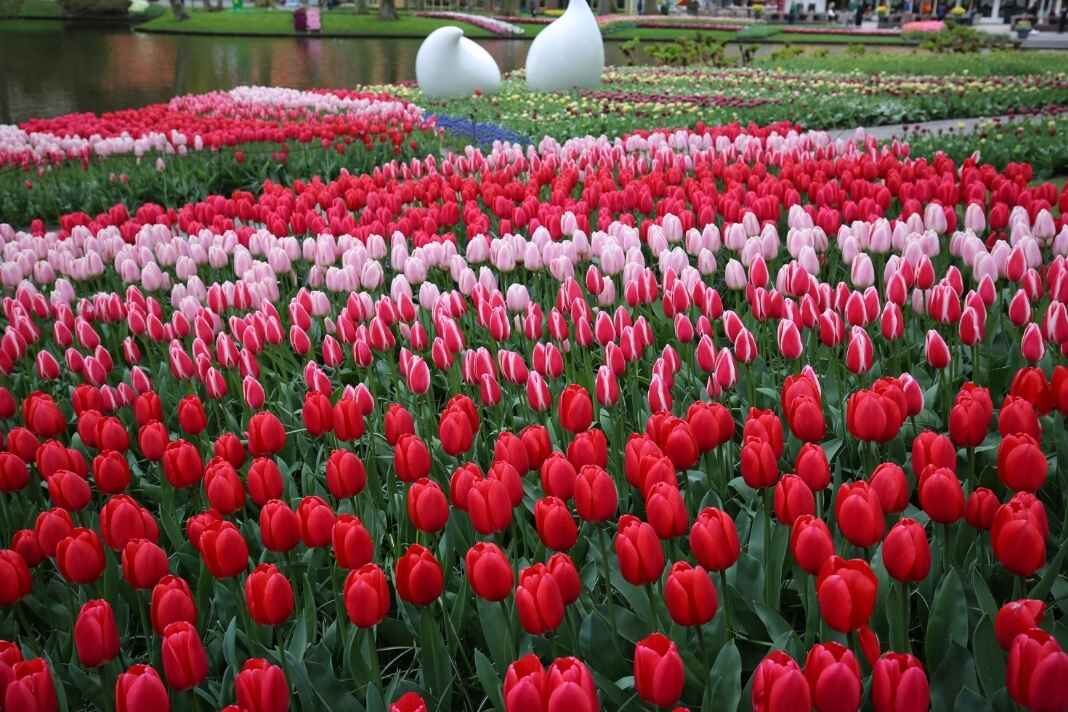 holland tulipán