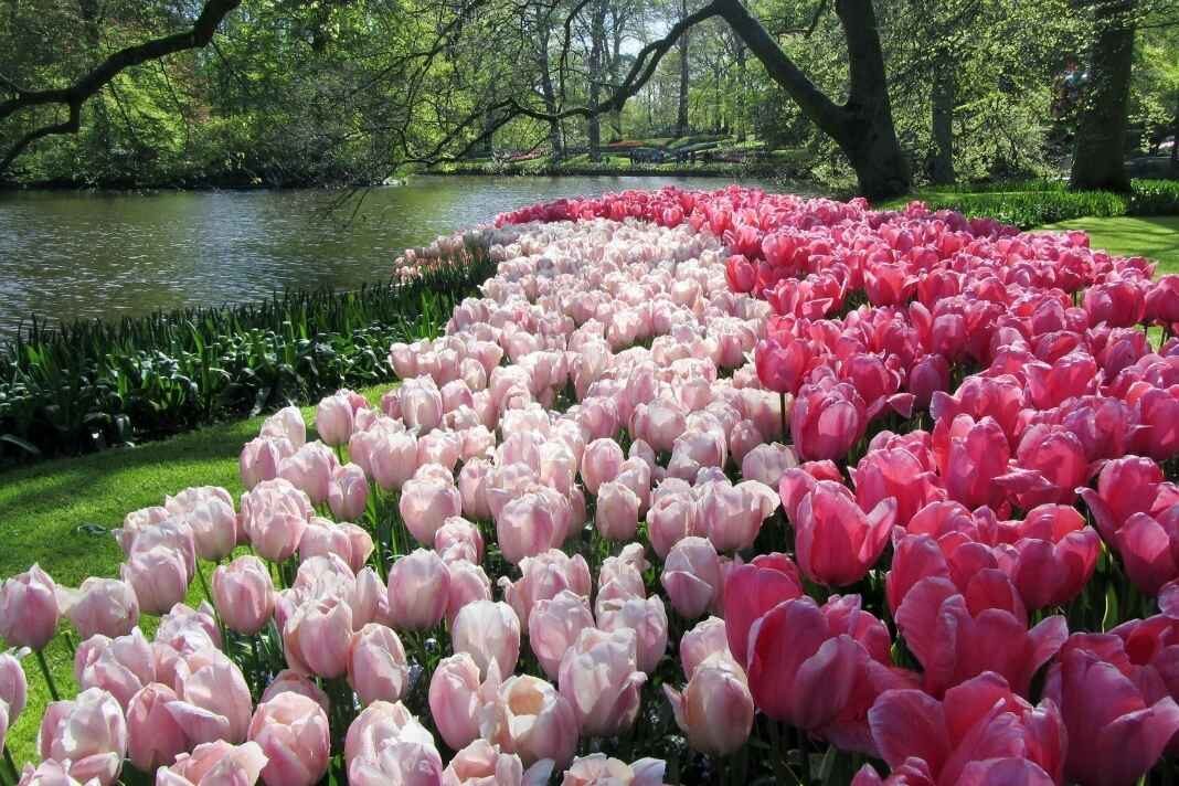 Hollandia tulipánkert