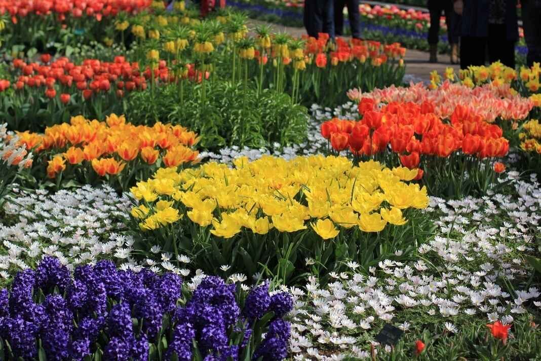 Keukenhof tulipán virágzása